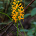 Platanthera cristata (Crested Fringed orchid)