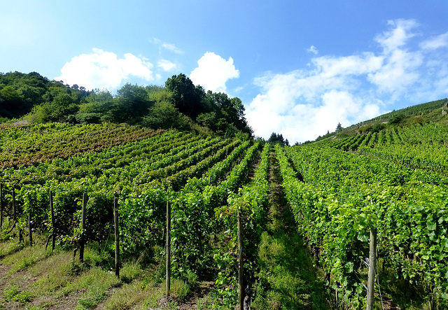 DE - Marienthal - Vineyards