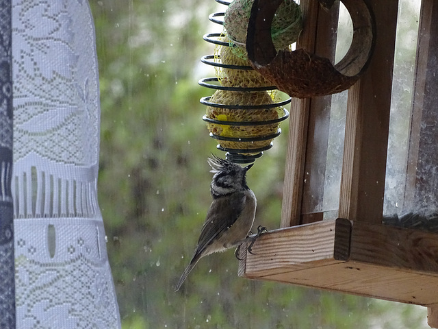 ...nous attendions la pluie depuis des mois...elle est arrivée avec mes fidèles amies...