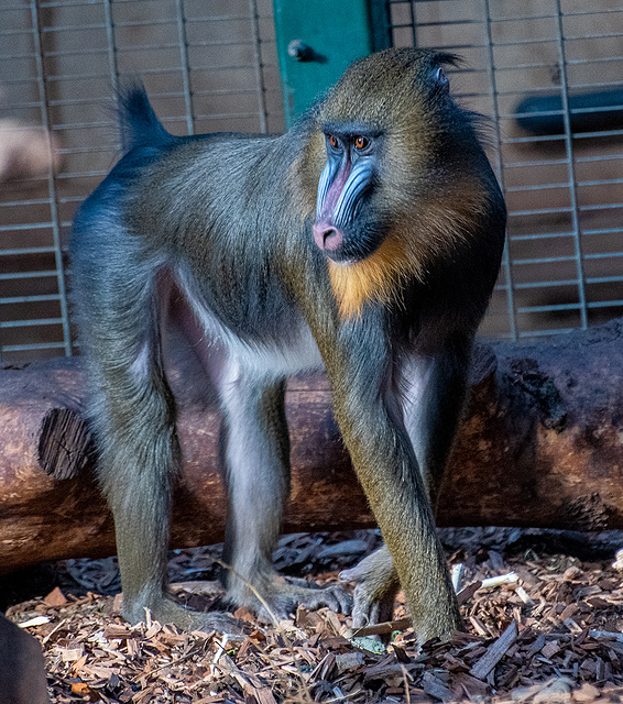 Mandrill