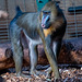 Mandrill