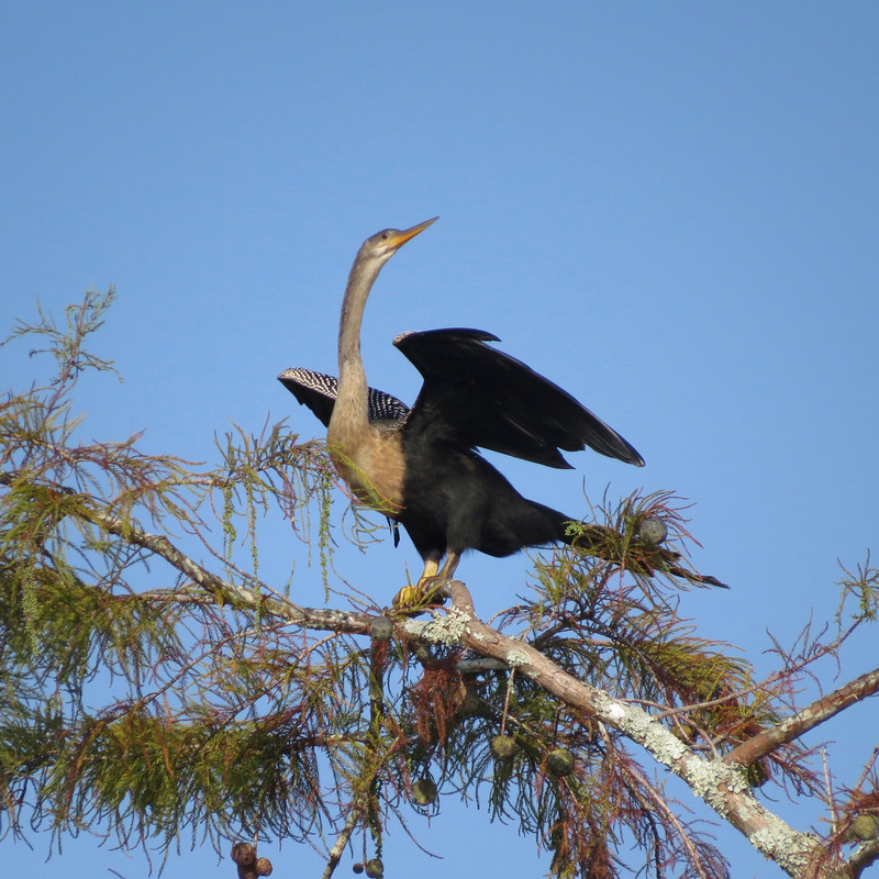 Anhinga #2