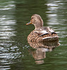 Mallard5