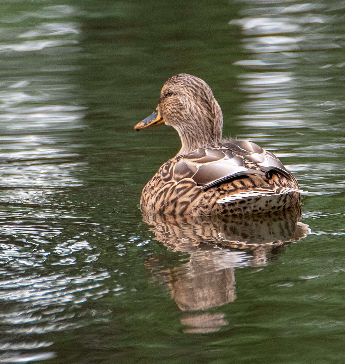 Mallard5