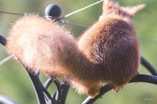 Red Squirrel