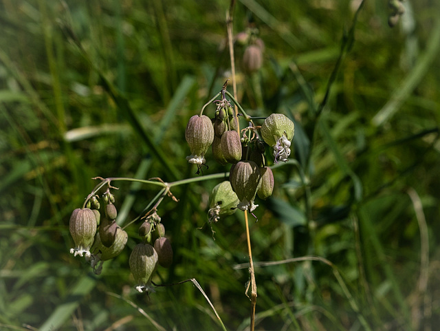 Blüten auf einer Wiese (2 PiP) Blüten auf einer Wiese (2 PiP)