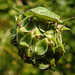 20210822 2501CPw [D~LIP] Grüne Stinkwanze (Palomena prasina) [Nymphe], Kleiner Wiesenknopf (Sanguisorba minor), Bad Salzuflen