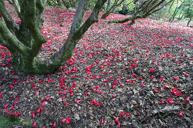 Red Blossom At Glenarn Gardens