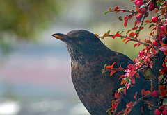 Female Blackbird on Cotoneaster.
