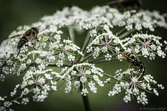 im Naturschutzgebiet Soos (© Buelipix)