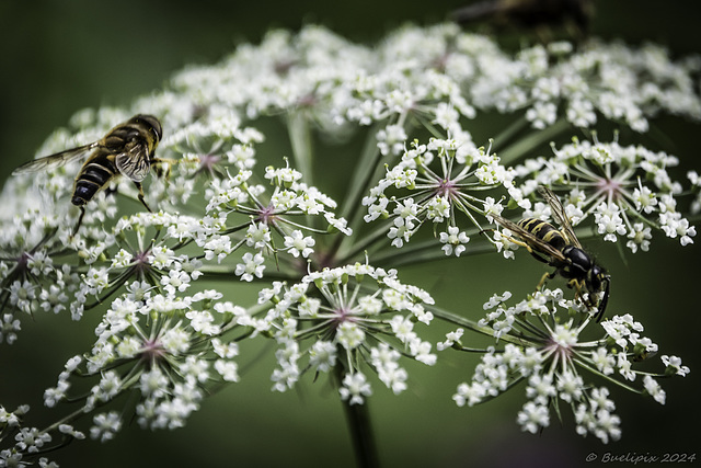 im Naturschutzgebiet Soos (© Buelipix)