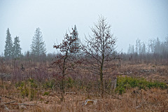 20250315 Tanne Benneckenstein