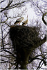 Trunk, branches, twigs and 2 Storks on their nest...