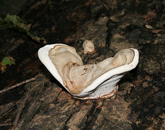 champignon-- mushroom