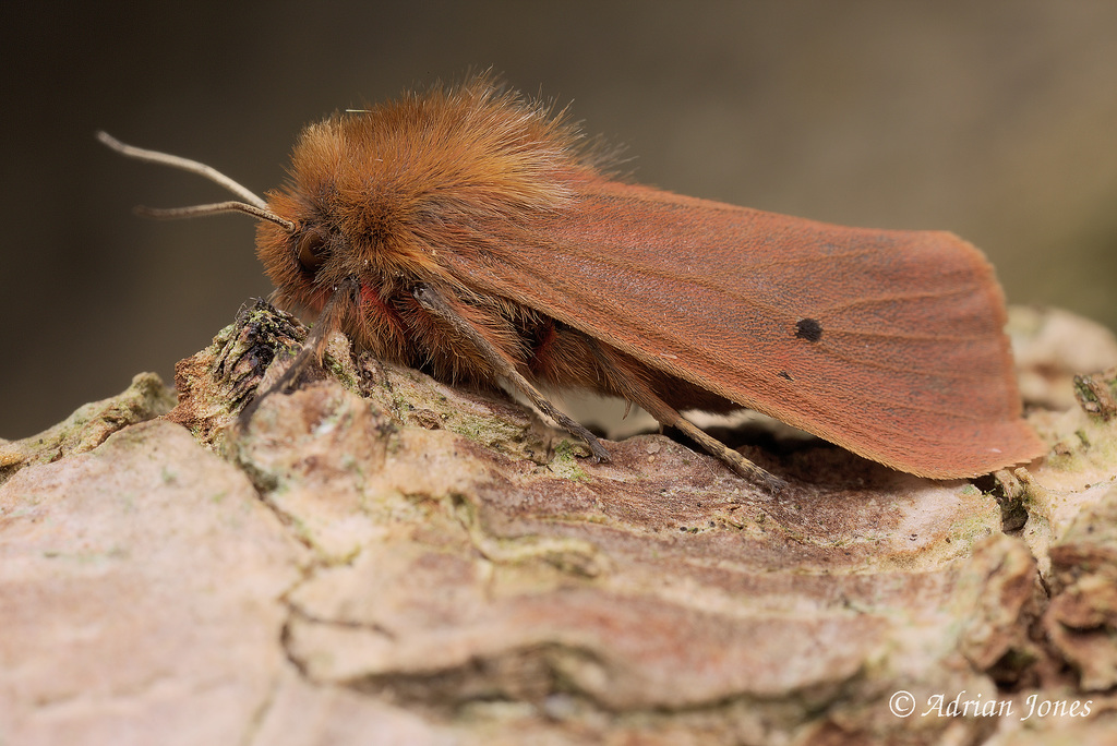 Ruby Tiger Moth (Phragmatobia fuliginosa)