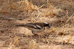 White-browed sparrow weaver