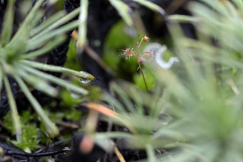 Drosera Menziesii: open out large after reading below.