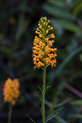 Platanthera cristata (Crested Fringed orchid)