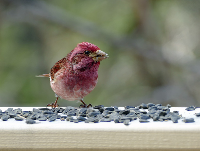 Day 10, Purple Finch, Tadoussac