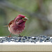 Day 10, Purple Finch, Tadoussac