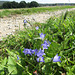 Blümchen am Wegesrand