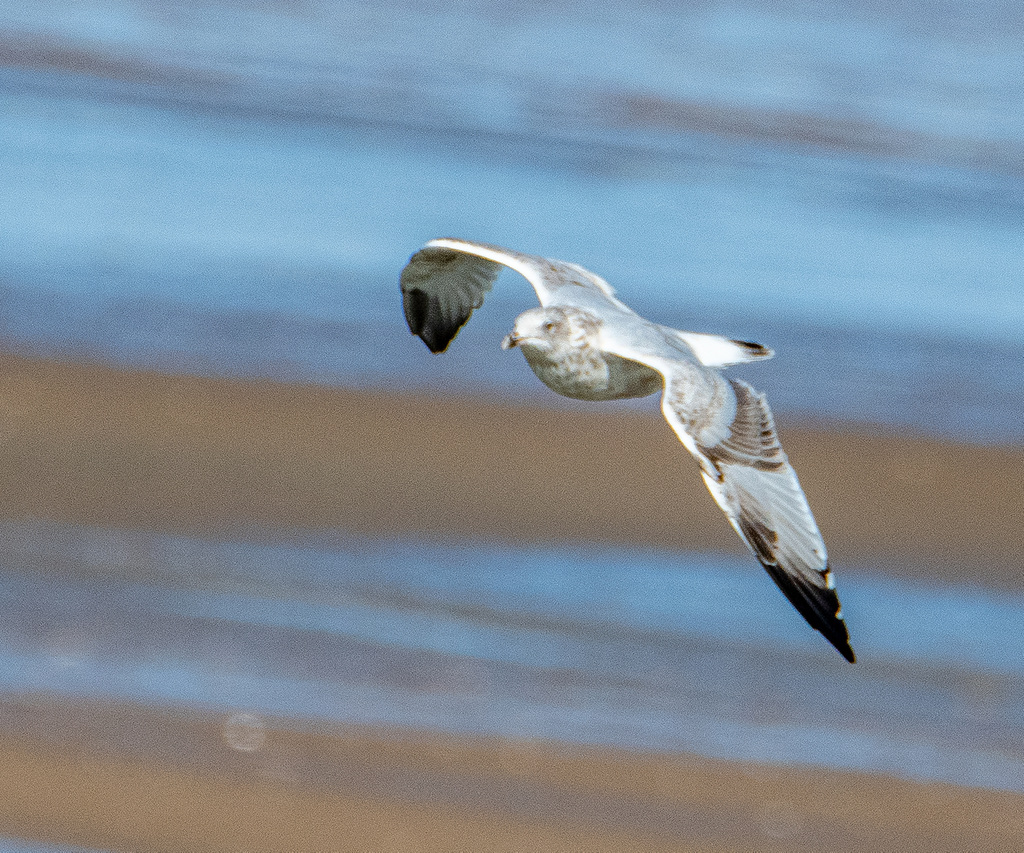 Gull in flight