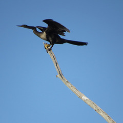 Anhinga #1