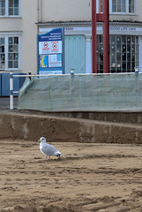 EOS 6D Peter Harriman 15 34 39 05182 Gull dpp