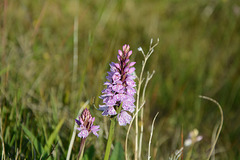 Norway, Lofoten Islands, Northern Summer Flower