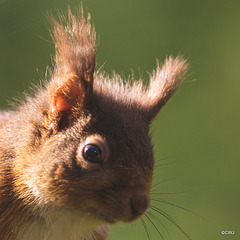 Red Squirrel