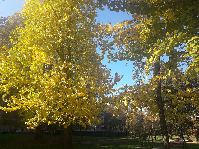 Il bellissimo albero Ginkgo biloba (o albero della vita)nel Parco Pasolini