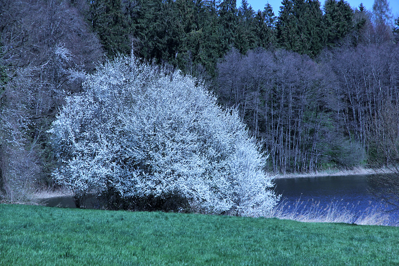 Frühling am Metelisweiher