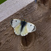 female Orange Tip Butterfly