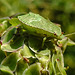 20210822 2502CPw [D~LIP] Grüne Stinkwanze (Palomena prasina) [Nymphe], Kleiner Wiesenknopf (Sanguisorba minor), Bad Salzuflen