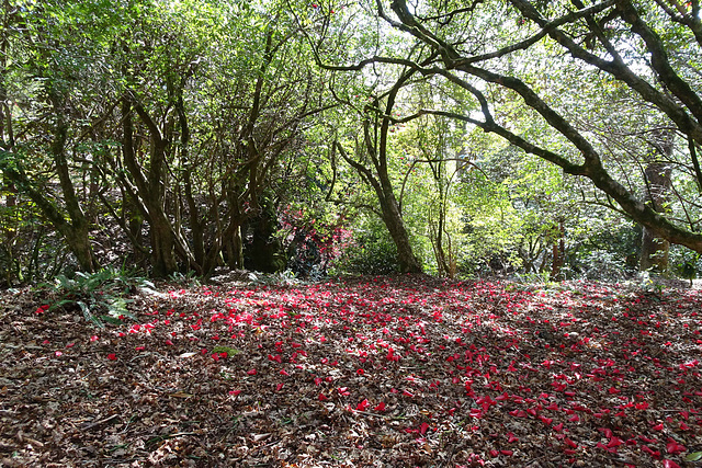 Red Blossom At Glenarn Gardens