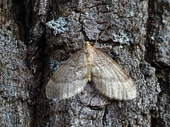 Winter moth ♂️ {Operophtera brumata}