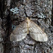 Winter moth ♂️ {Operophtera brumata}