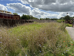 Wildflowers on waste ground at Black Country Museum.