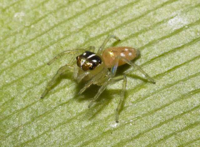 IMG 7173 Jumping Spider