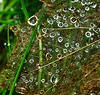 Raindropped Web