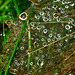 Raindropped Web