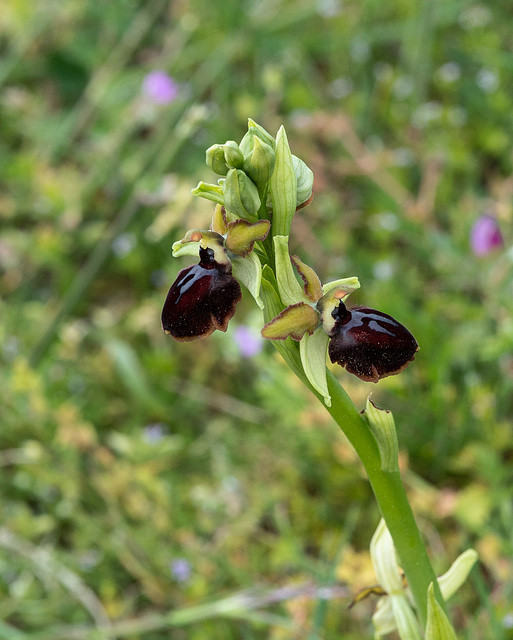 Spinnen-Ragwurz, Ophrys sphegodes s. l. - 2016-04-26_D4_DSC6741