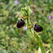 Spinnen-Ragwurz, Ophrys sphegodes s. l. - 2016-04-26_D4_DSC6741