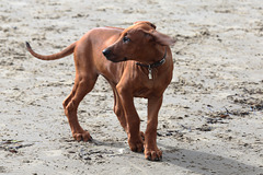 IMG 8971 RhodesianRidgebackPuppy dpp