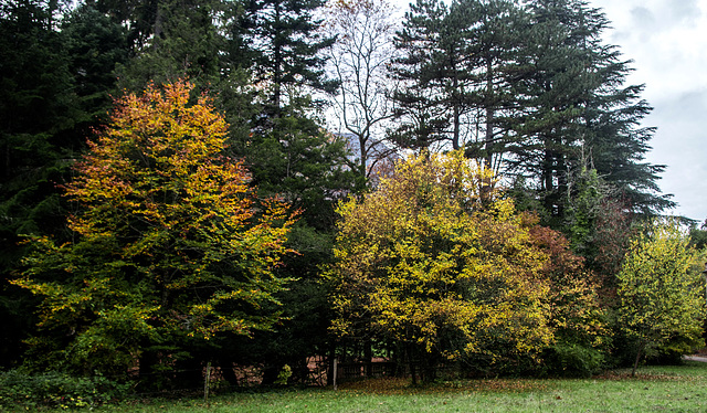 l'automne en forêt de Saoû (Drôme)