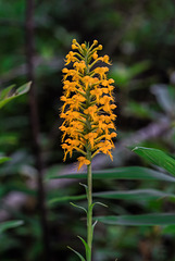 Platanthera cristata (Crested Fringed orchid)