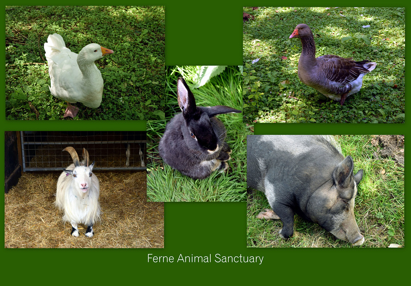 Ferne Animal Sanctuary