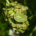 20210822 2504CPw [D~LIP] Grüne Stinkwanze (Palomena prasina) [Nymphe], Kleiner Wiesenknopf (Sanguisorba minor), Bad Salzuflen