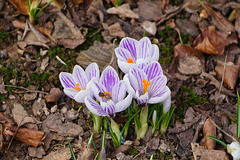 Krokusse mit kleiner Biene