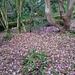 Pink Blossom At Glenarn Gardens
